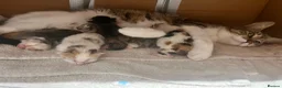 Mixed Breed cats for sale: 5 gorgeous kittens  in Westbury - Advert 1
