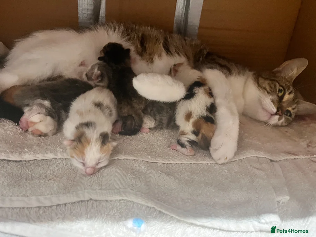 Mixed Breed cats for sale: 5 gorgeous kittens  in Westbury - Advert 1