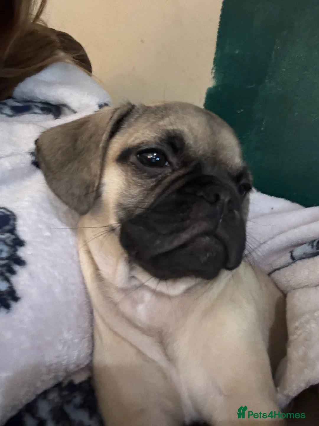 Frug dogs for sale: Male and female frug puppies  - Advert 8