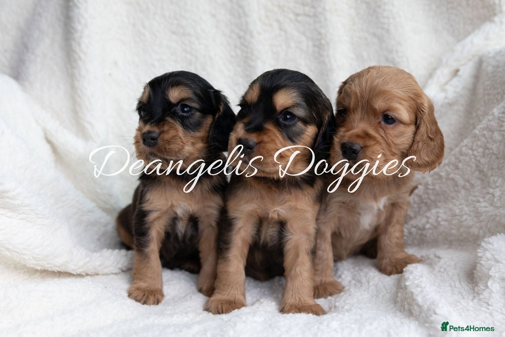 Mixed Breed dogs Mini Golden retriever ( Dakota sport retriever) - Advert 3