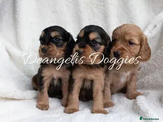 Mixed Breed dogs Mini Golden retriever ( Dakota sport retriever) - Advert 4