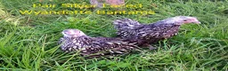 Chickens poultry for sale: Various Pure breed chicks/eggs + turkeys - Advert 10