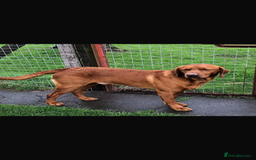 Labrador Retriever dogs for sale: My lovely Labrador puppies - Image 36