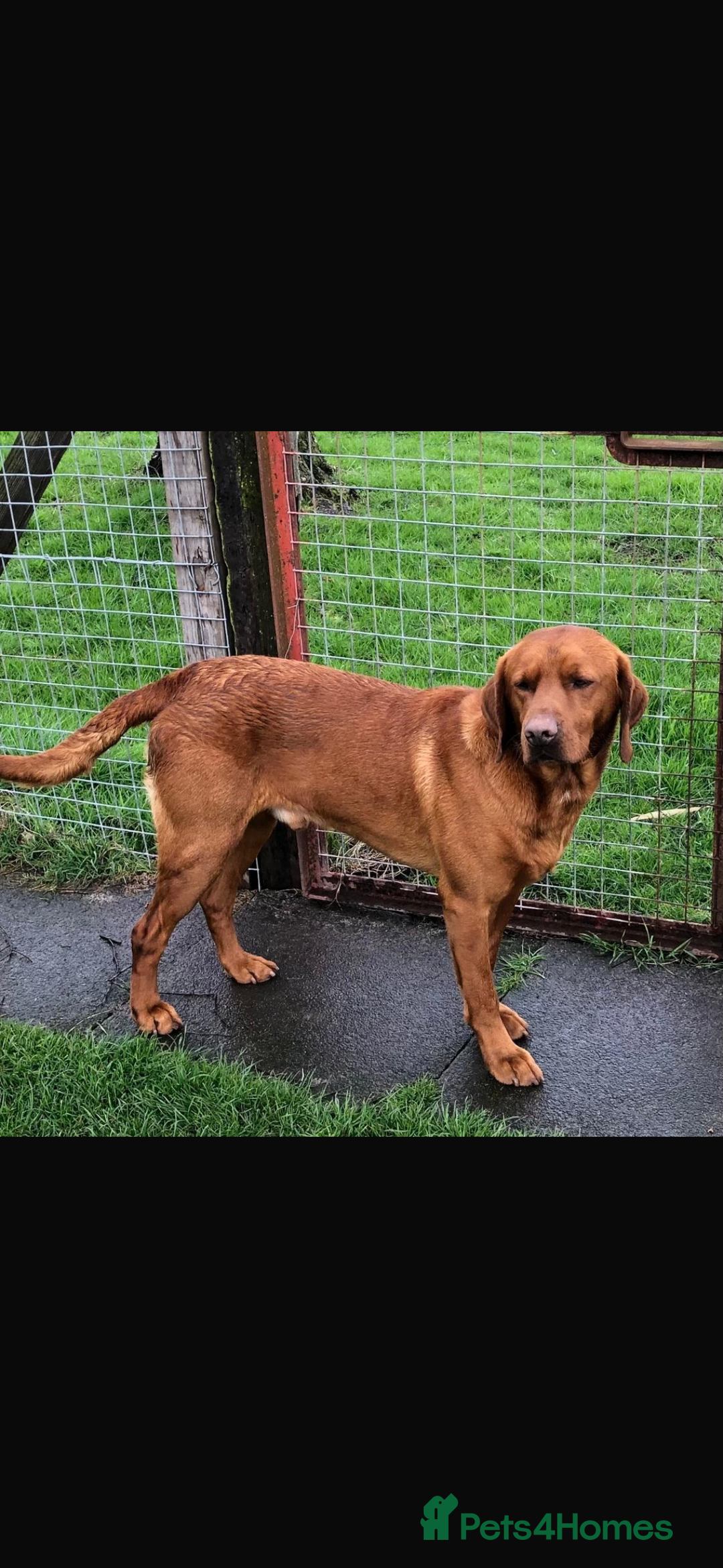 Labrador Retriever dogs for sale: My lovely Labrador puppies - Image 36
