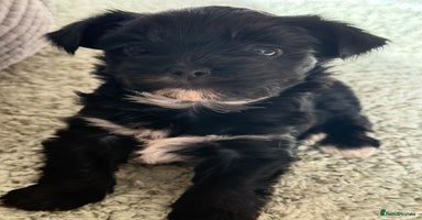 Yorkshire Terrier dogs - Advert 1