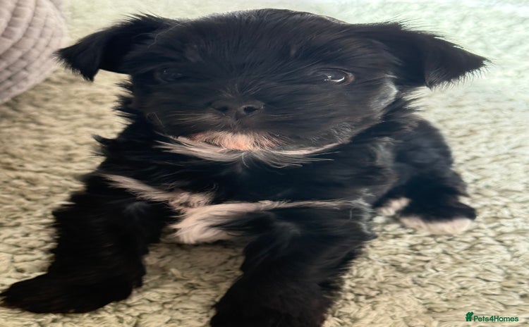 Yorkshire Terrier dogs - Advert 2