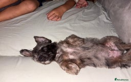 Jackapoo dogs for sale: Beautiful jackapoo’s  - Image 11