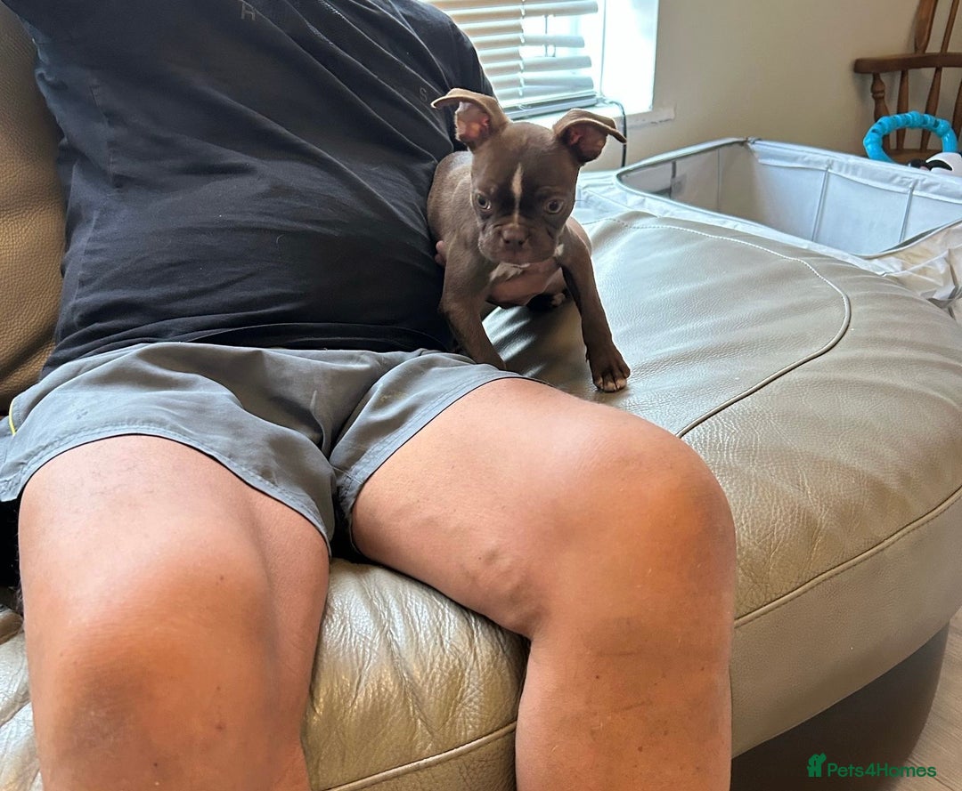 Boston Terrier dogs for sale: Beautiful KC Boston Terriers - Image 22