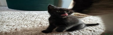 Mixed Breed Kitten 1