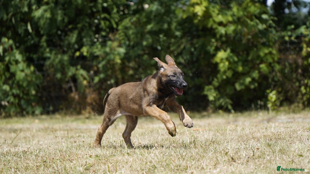 Belgian Shepherd Dog dogs for sale: KC registered Belgian Malinois – Stable,Balanced🐾 - Image 14