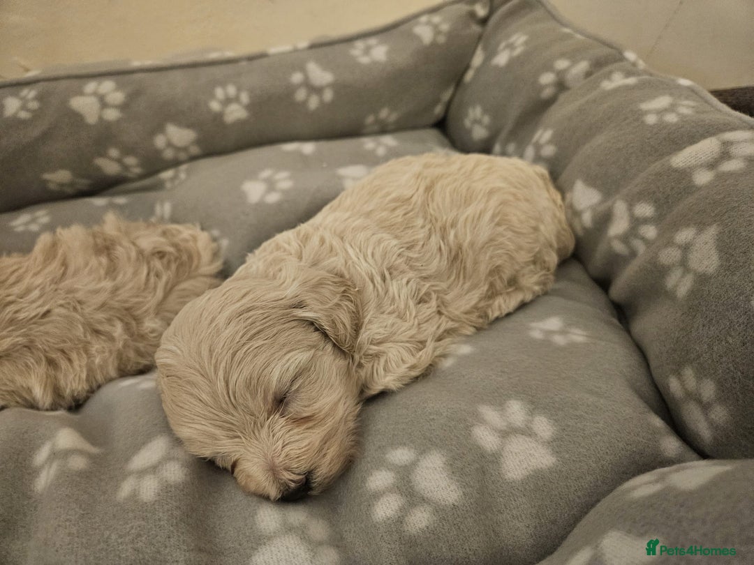 Maltipoo dogs for sale: Korean maltipoo luxury teddy 3 boys  - Advert 4