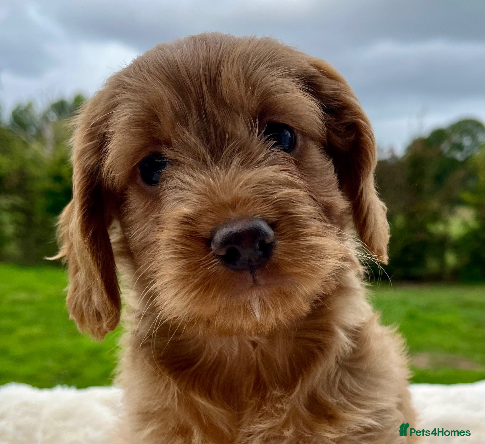 Cockapoo dogs CRACKING Cockapoo pups - Advert 2