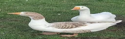 Geese poultry for sale: Young Geese for Sale - Advert 9