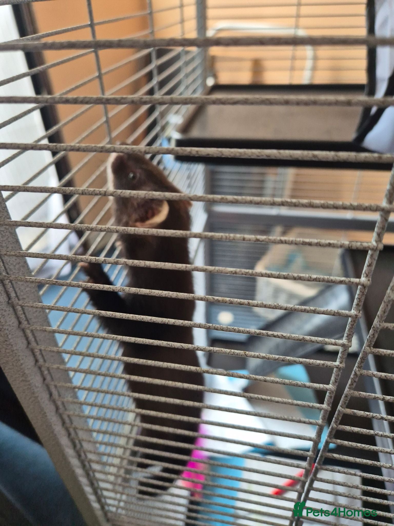 Ferret rodents mix polecat - Advert 1