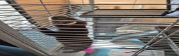 Ferret rodents for sale: mix polecat - Advert 1
