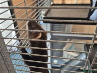 Ferret rodents mix polecat - Advert 1