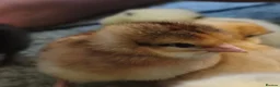 Chickens poultry for sale: Beautiful Home-Hatched Hybrid Chicks–Mixed Colours - Advert 8