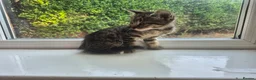 Mixed Breed cats for sale: 12 Beautiful kittens ready for their forever homes - Advert 3