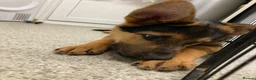 German Shepherd dogs for sale: German shepherd  - Advert 7