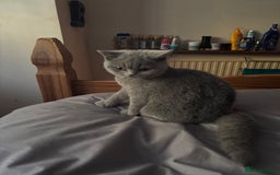 Brazilian Shorthair cats for sale: Stunning Gccf.BRITISH SHORTHAIR Blue creamgirl  - Image 12