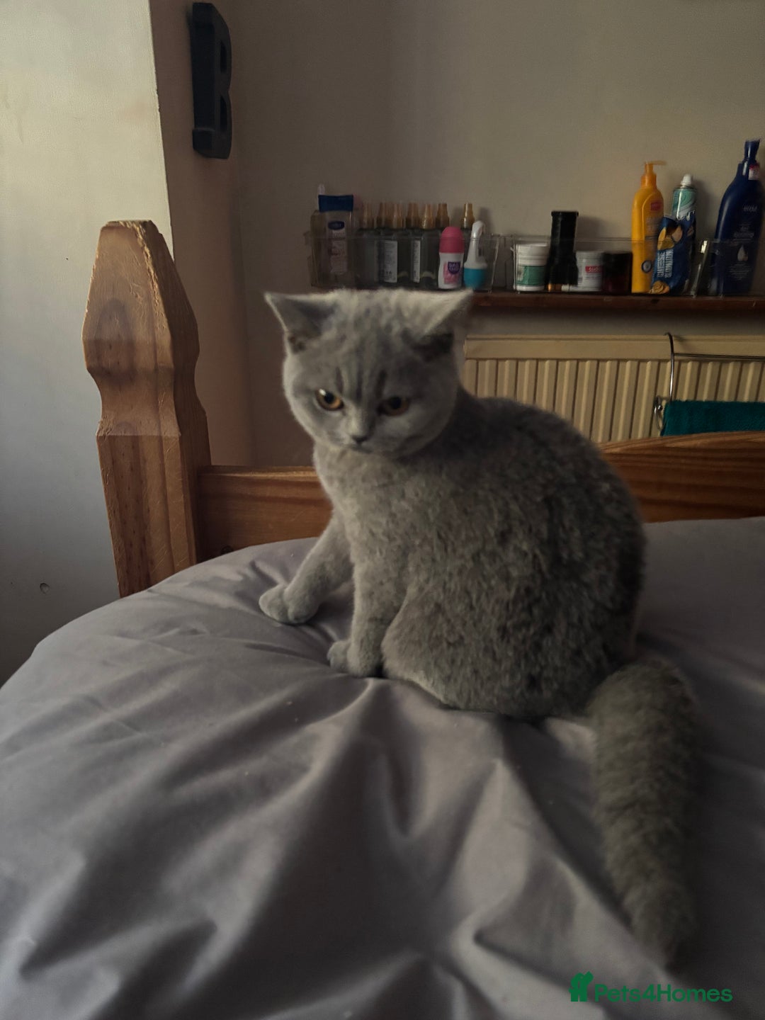 Brazilian Shorthair cats for sale: Stunning Gccf.BRITISH SHORTHAIR Blue creamgirl  - Image 12