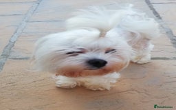 Maltipoo dogs for sale: Stunning Toy Maltipoo Puppies - Image 9