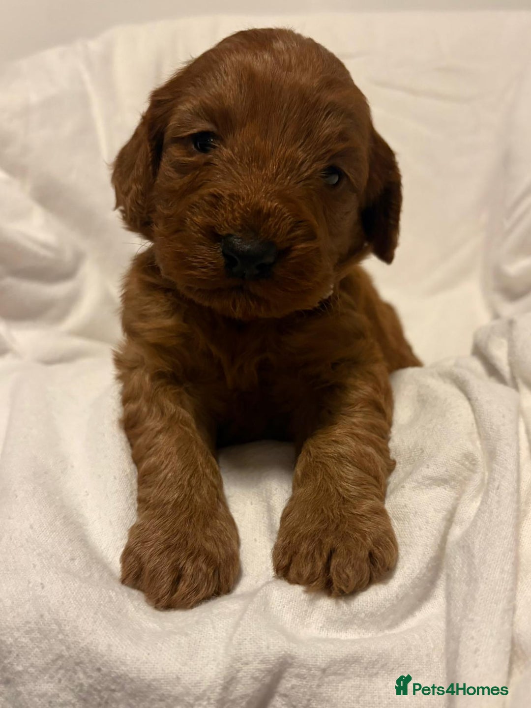 Cockapoo dogs for sale: Deep Red Cockapoos - Advert 5