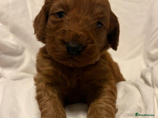 Cockapoo dogs Deep Red Cockapoos - Advert 14