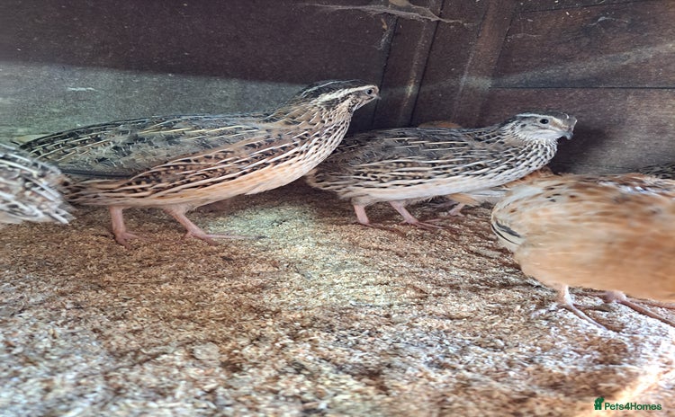 Quail poultry - Advert 1