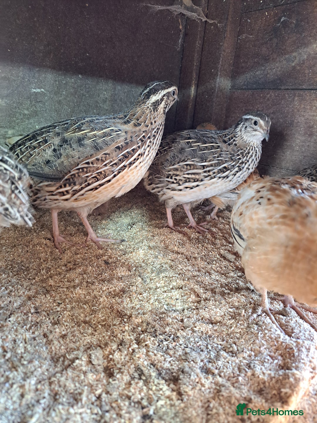 Quail poultry for sale: Courtnix japanese &italian quails  - Image 1