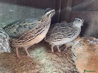 Quail poultry Courtnix japanese &italian quails - Advert 5