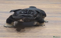 French Bulldog dogs for sale: French bulldog puppys - Image 3