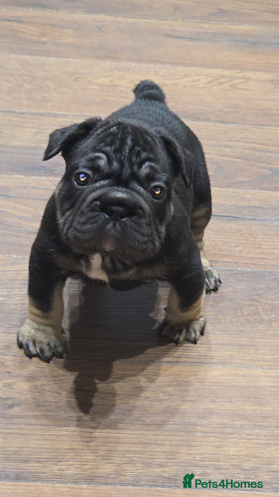 French Bulldog dogs for sale: French bulldog puppys - Image 3