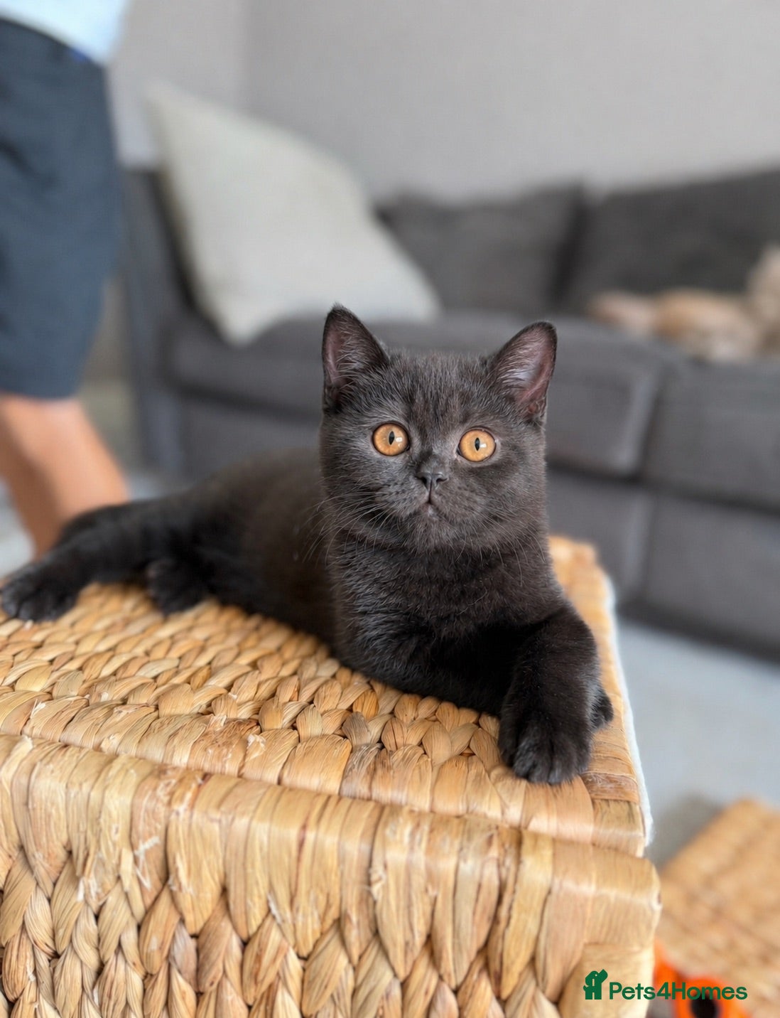 British Shorthair cats GCCF health tested British Shorthair  - Advert 2