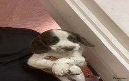 Sprocker dogs for sale: Working chocolate Sprocker puppies  - Image 3