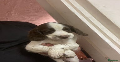 Sprocker dogs Working chocolate Sprocker puppies  - Advert 1