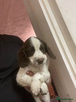 Sprocker dogs Working chocolate Sprocker puppies - Advert 1