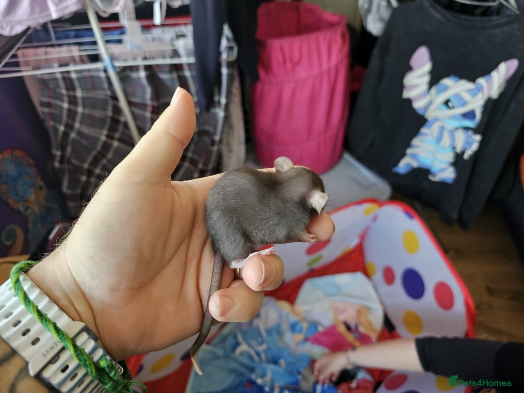 Rat rodents for sale: male and female rats for sale - Image 5