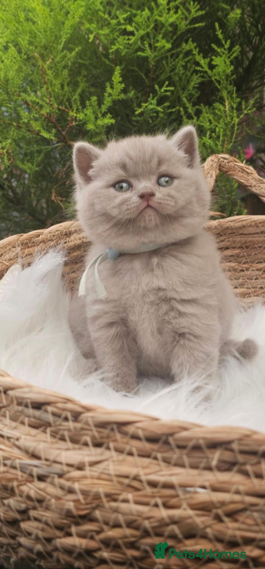 British Shorthair cats British Shorthair Male Kittens - Advert 1
