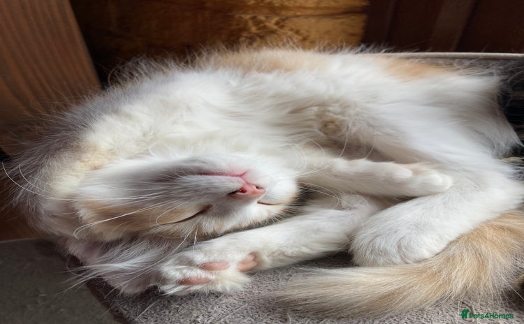 Ragdoll cats in Boston - Advert 11
