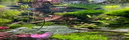 Tetras fish for sale: Norman Lampeyes  in Bristol - Advert 5