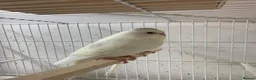 Mixed Breed birds for sale: Young budgies ready now - Advert 2