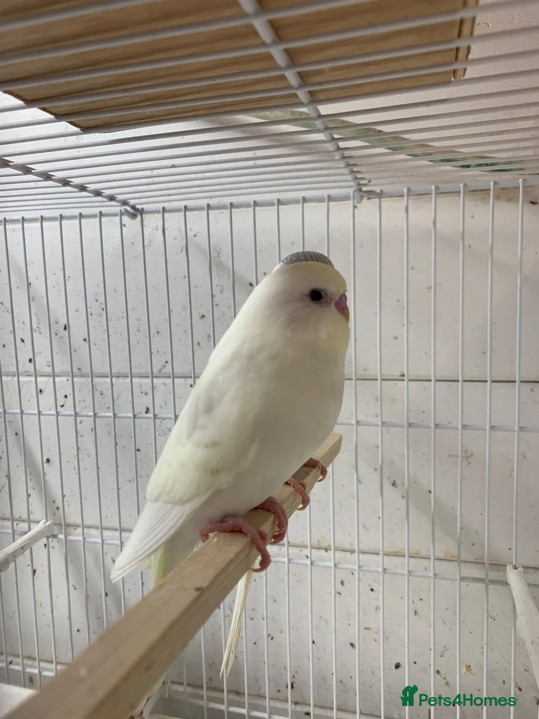 Mixed Breed birds for sale: Young budgies ready now - Advert 2