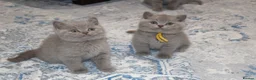 British Shorthair cats for stud: 🏆🥇Beautiful Lilac Boy GCCF/TICA registered 🏆🥇 - Advert 10