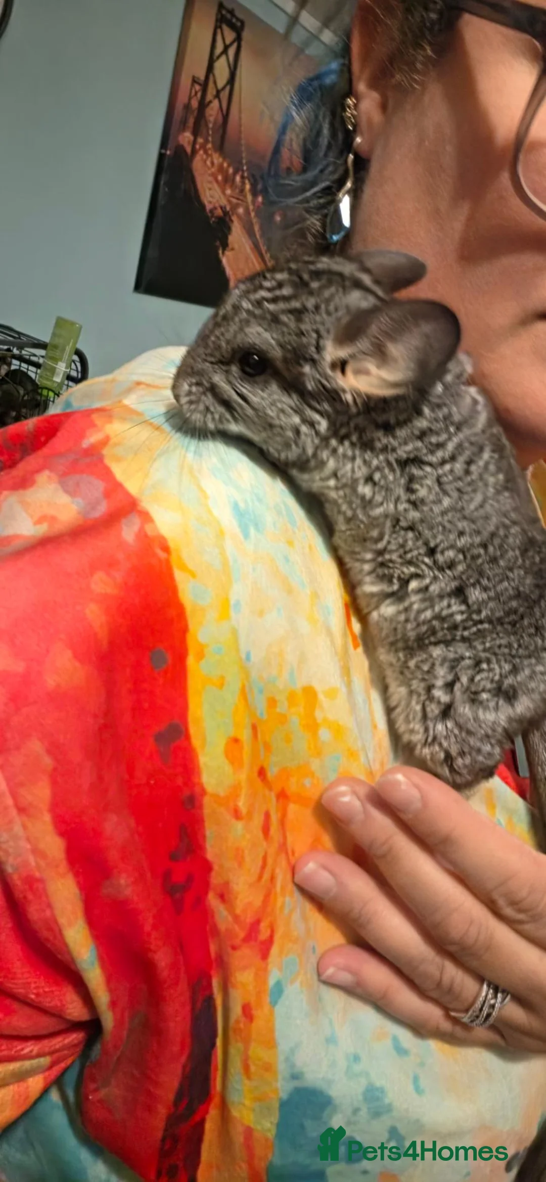 Chinchilla rodents for sale: Chinchilla  - Advert 1