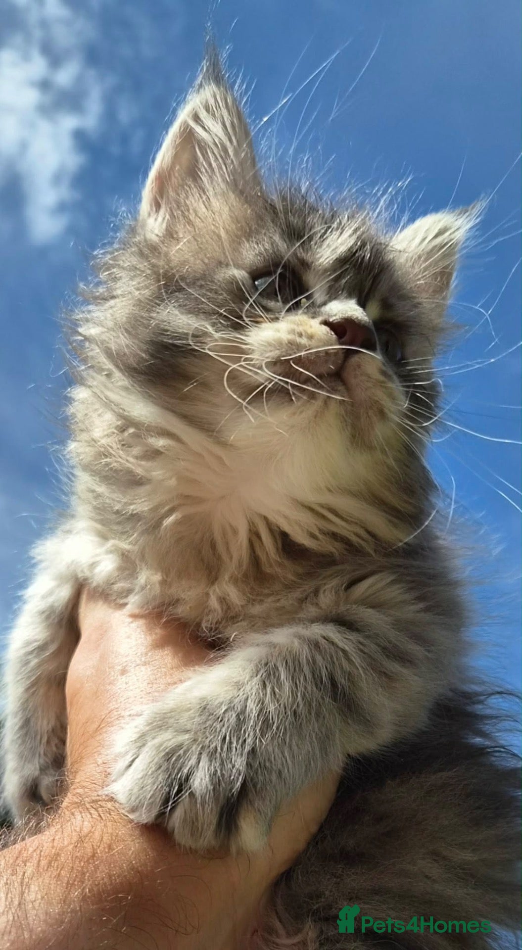 Maine Coon cats Russian line XXL Maine Coon, Last of reserv litter - Advert 8