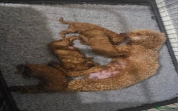 Miniature Poodle dogs for sale: Deep red Miniature Poodles  - Image 13