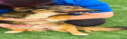 Mixed Breed dogs for adoption: Stumpy. Small breed 8kg - Advert 3