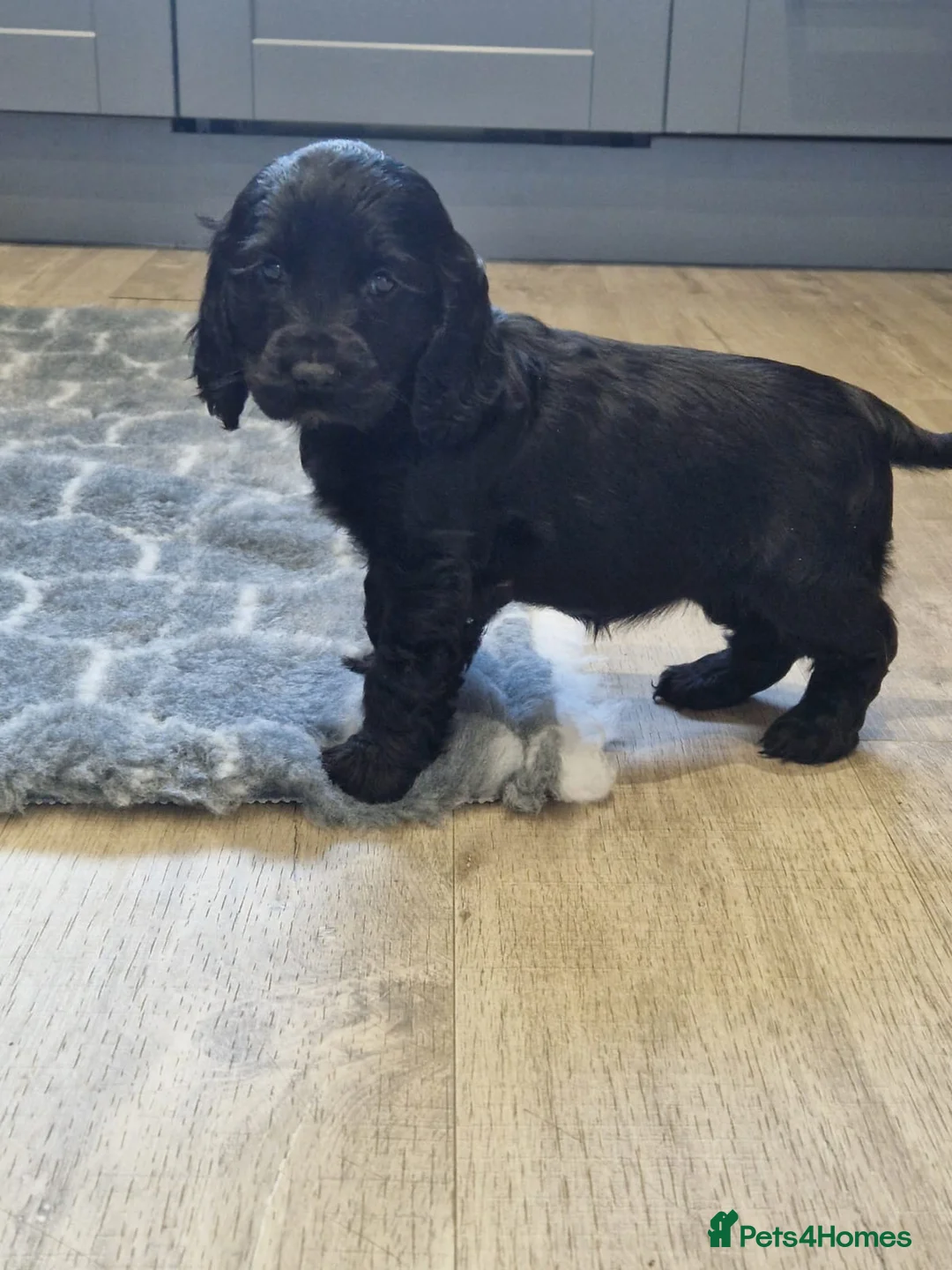Cocker Spaniel dogs for sale: Stunning Show Cocker puppies ready now  in Huddersfield - Advert 11