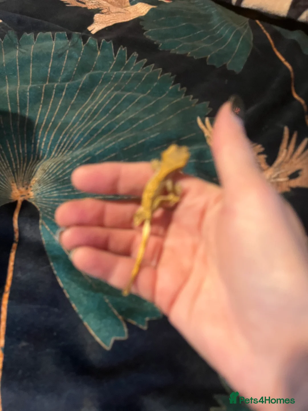 Gecko reptiles for sale: Crested gecko babies  - Advert 14